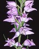 Cephalanthera rubra
